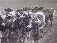En dreng følger køerne hjem til stalden