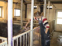 Ukrainsk fodermester på dansk svinefarm 