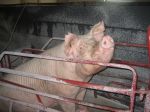 A pig looking up from its box in the piggery